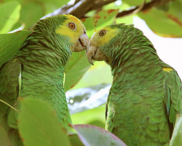 Parrot Couple on Bonaire