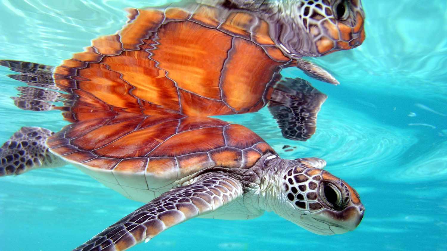 Turtle Sanctuary at The Brando in French Polynesia