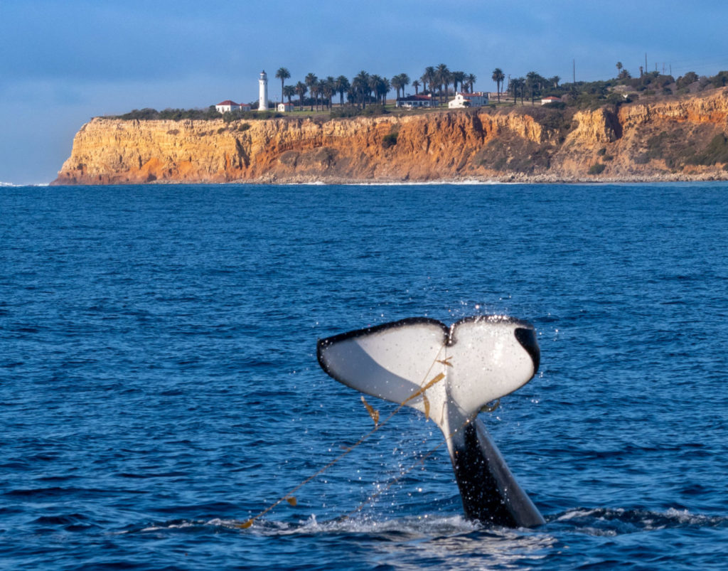 Whale Watching at Terranea Resort