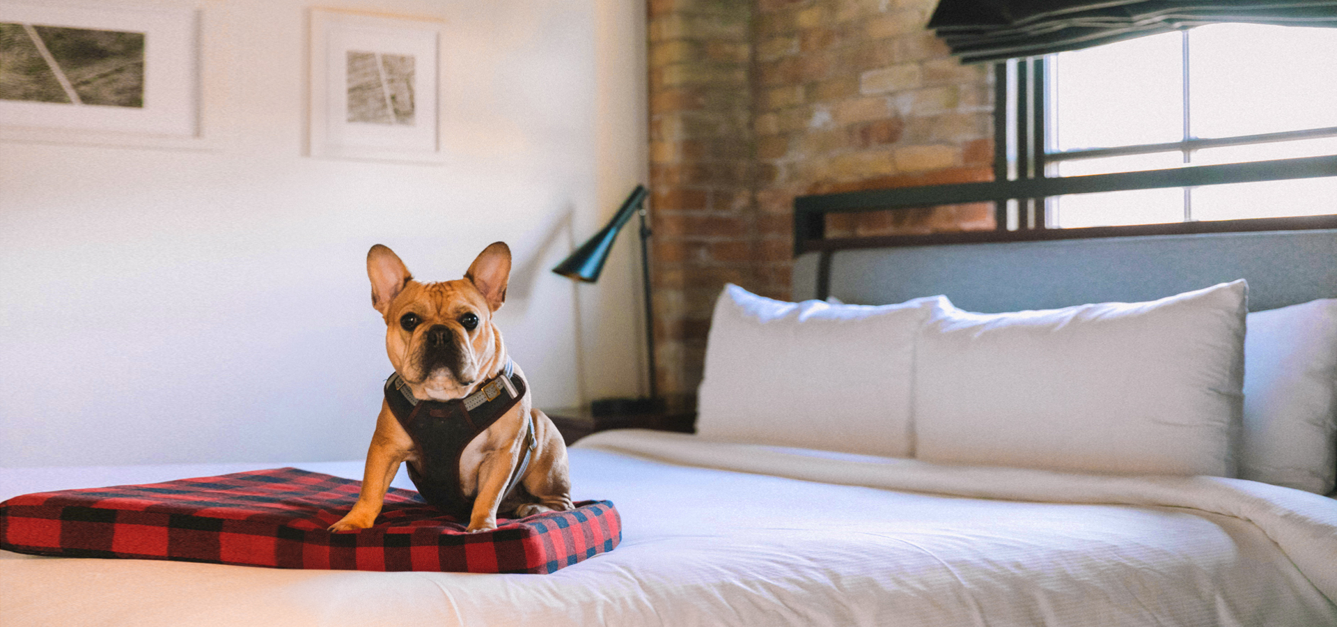 Exploring the World with Fido: The Top Dog-Friendly Hotels You'll Love - Amenities and Services for Dogs