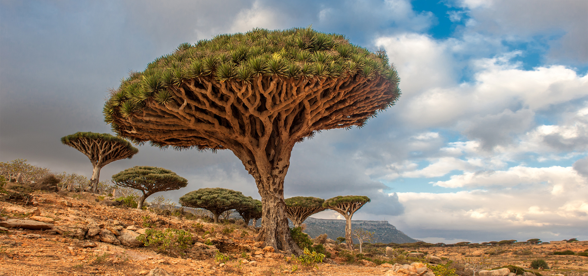 Discovering The Dragon s Blood Trees Of Socotra In Yemen Paradise Discovering The Dragon s Blood Trees Of Socotra In Yemen Paradise