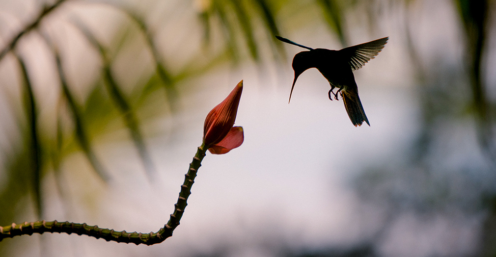 Hummingbird feeding on local flora 