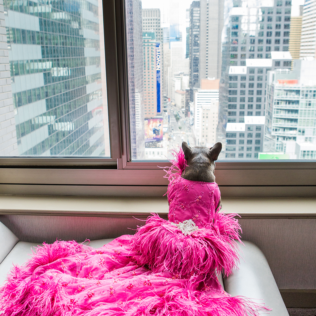 New York City Pet Friendly Hotels  Find IHG Dog Friendly Hotels in New York  City, New York